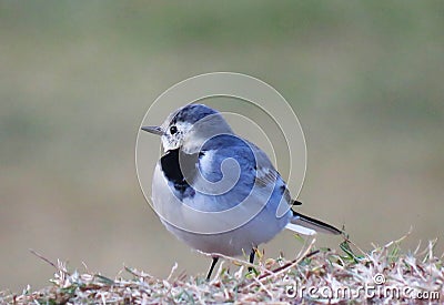 A very beautiful robin bird in the lake side Stock Photo