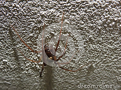 A very beautiful spider on the wall Stock Photo