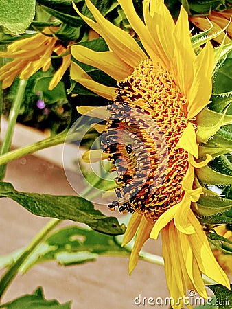 very beautiful sunflower captivates the beetles Stock Photo