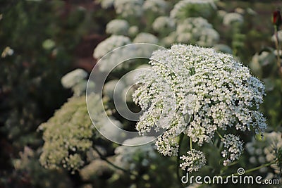 Very beautiful tropical flowers. colored white. Stock Photo