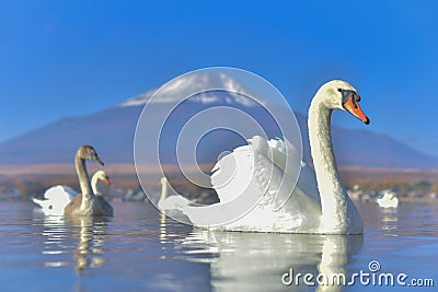 White Swan feeling romantic and love at Lake Yamanaka with Mt. Stock Photo