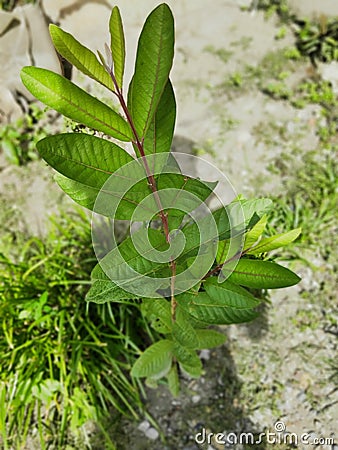 Very beautiful young guava tree Stock Photo