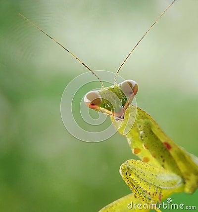 Very beautifull green mantis Stock Photo