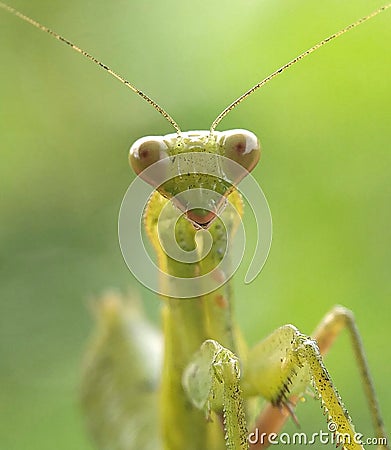 Very beautifull green mantiz Stock Photo