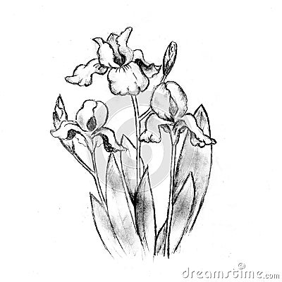 Very beautifull sketch of Iris. Stock Photo