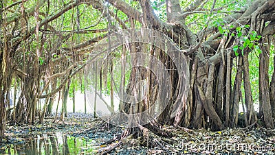 Very big banyan tree in the jungle., Tree of Life, Amazing Banyan Tree Stock Photo