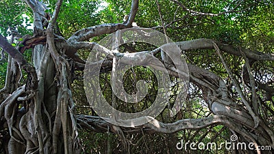 Very big banyan tree in the jungle., Tree of Life Stock Photo