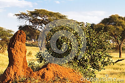 Very big lonely termitary in savanna. Tanzania, Africa Stock Photo