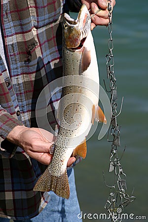 Very Big Trout Stock Photo