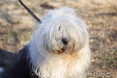 Very big very shaggy, faithful, kind service dog. Stock Photo