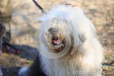 Very big very shaggy, faithful, kind service dog. Stock Photo