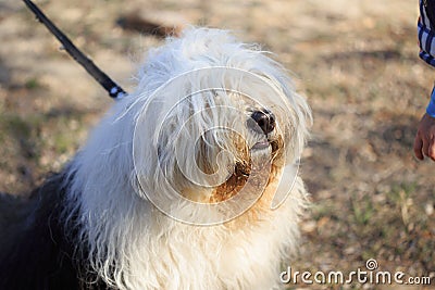 Very big very shaggy, faithful, kind service dog. Stock Photo