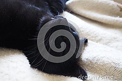 Very black cat sleeps, lying on his back and closing eyes. Nursling lazily rests on beige-brown woolen blanket at home Stock Photo