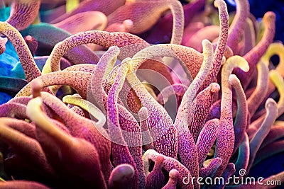 Very Bright Bubble Tip Anemone Tentacles Stock Photo