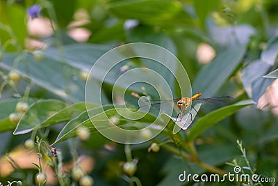 a very bright dragonfly sat on a green leaf Stock Photo
