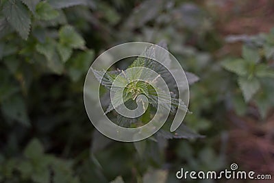 Very burning plant - nettle Stock Photo