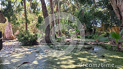 very calm lake at the exotic park Stock Photo