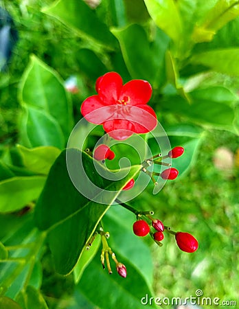 Very ccolorful and attractive flower Stock Photo