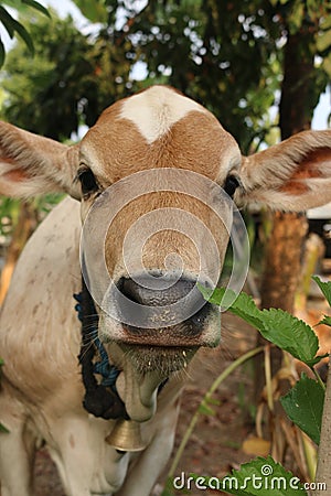 A very close front view from the face of an Asian light brown beef calf, looking curious at camera. Stock Photo