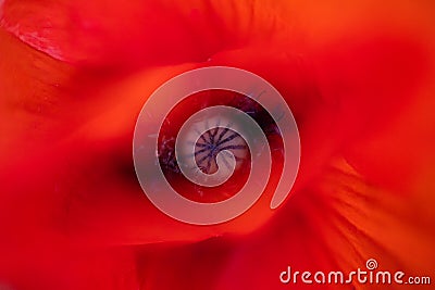 Very close poppy heart shot Stock Photo