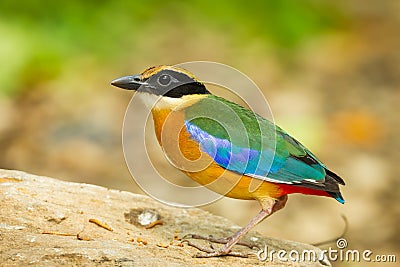 Very close up of Backside of Blue-winged Pitta Stock Photo