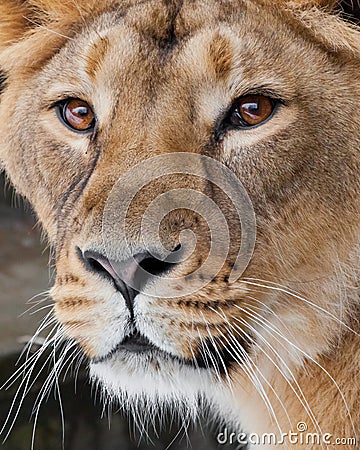 A very close-up full, the face of a lioness, beautiful clear brown eyes, the look of the beast right on you Stock Photo