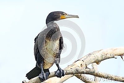 Very close up portrait of common cormorant Stock Photo