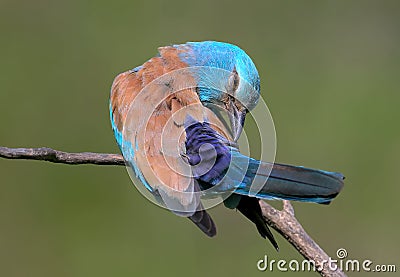 Very close up and unusual portrait of an european roller Stock Photo