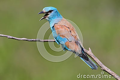 Very close up and unusual portrait of an european roller Stock Photo