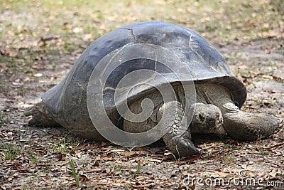 A very close view of a huge turtle Stock Photo