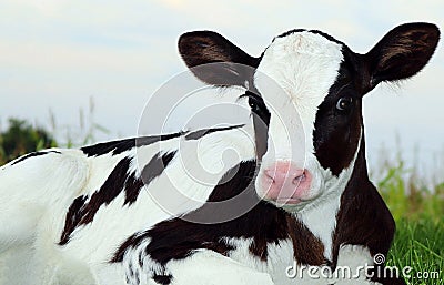 Very close view of Newborn Holstein calf laying in the grass at early evening Stock Photo