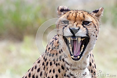 Angry cheetah Stock Photo