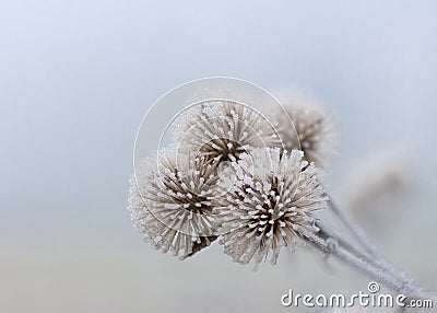 Three Frozen Flowers of January Stock Photo