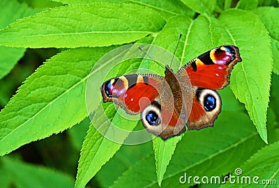 Aglais io , Peacock butterfly on green leaf Stock Photo