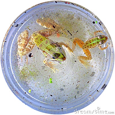 Two striped-patterned frogs swimming in a laboratory jar for scientific experiments isolated on white background Stock Photo