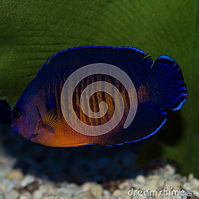 Coral Beauty Angelfish Stock Photo