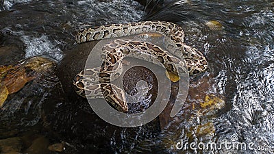 Very cool snake Stock Photo