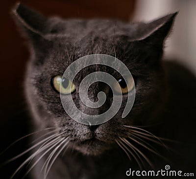A very curious cat! Stock Photo