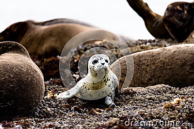 A very curious little sea lion Stock Photo