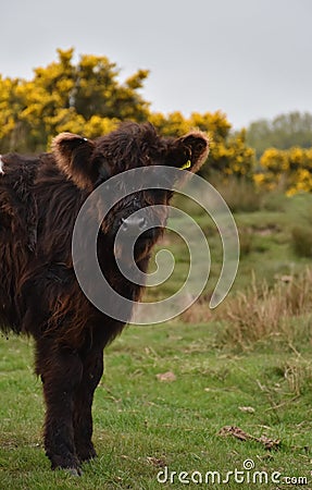 Very Cute Baby Oreo Cow on the Moors Editorial Stock Photo