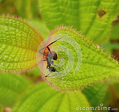 A very cute and beautiful view of black ants on leaves looking for food on leaves in the wilderness Stock Photo