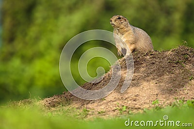 Very cute black tailed prairie dog Stock Photo