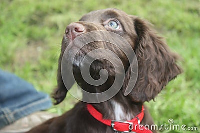 A very cute brown working type cocker spaniel pet gundog puppy Stock Photo