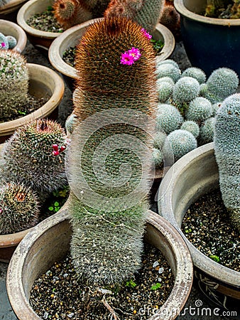 Very Cute Cactus with Flower Stock Photo