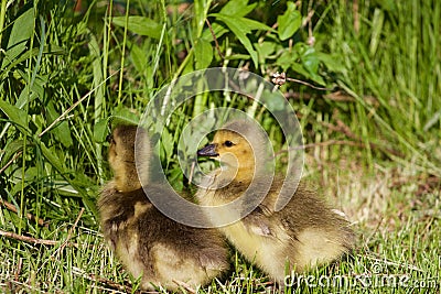 Very cute chicks on the grass Stock Photo