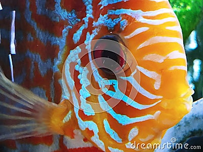 Very cute close-up discus fish photo shot clear water high quality high definition fresh water clean aquarium best community style Stock Photo