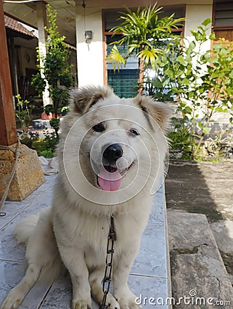Very cute dog, smile nice ears Stock Photo