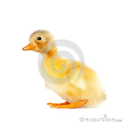 Very cute duckling Stock Photo