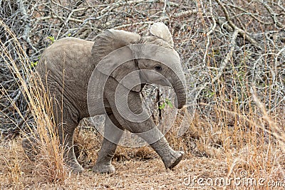 Very cute elephant cub Stock Photo