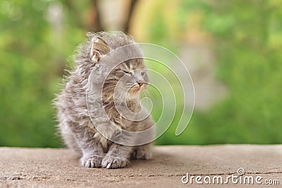 Very cute fluffy kitten Stock Photo